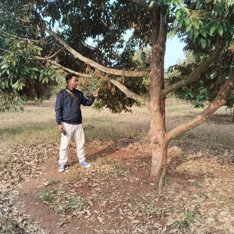 kebun durian premium 1 114 pohon