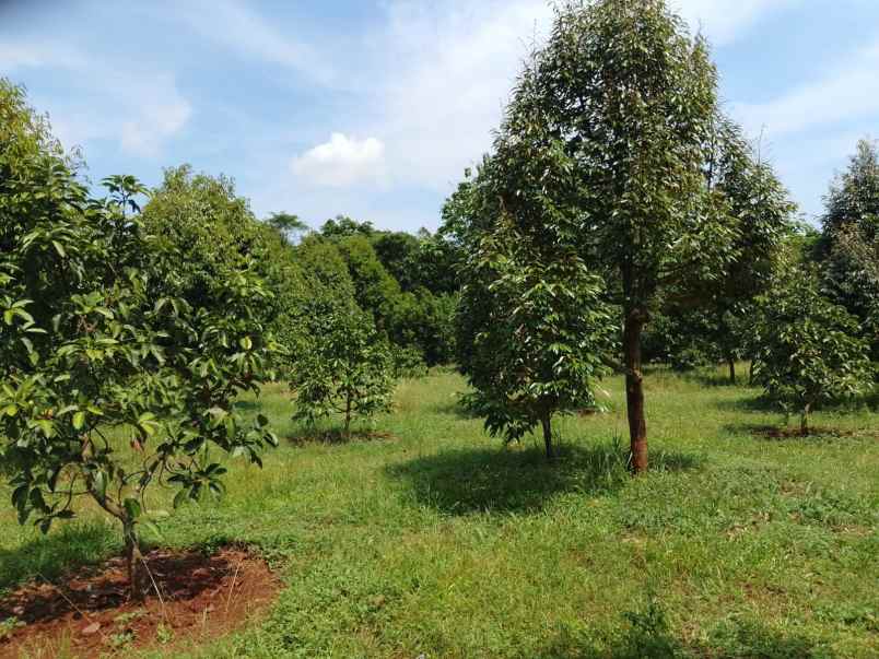 kebun durian premium 1 114 pohon