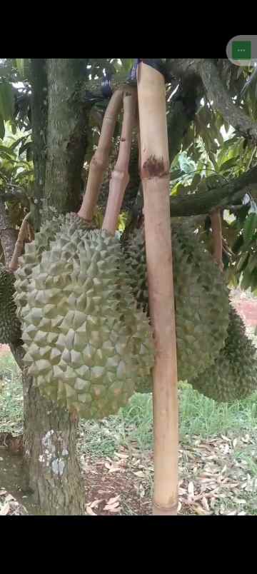 kebun durian premium 1 114 pohon