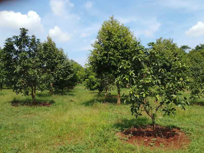 kebun durian premium 1 114 pohon