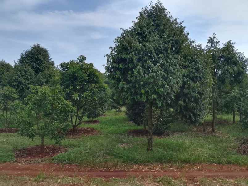 kebun durian premium 1 114 pohon