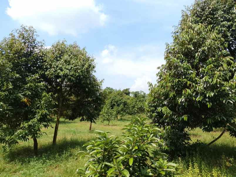 kebun durian premium 1 114 pohon