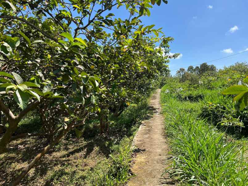 kebun jambu 1100m cocok buat wisata ngargoyoso
