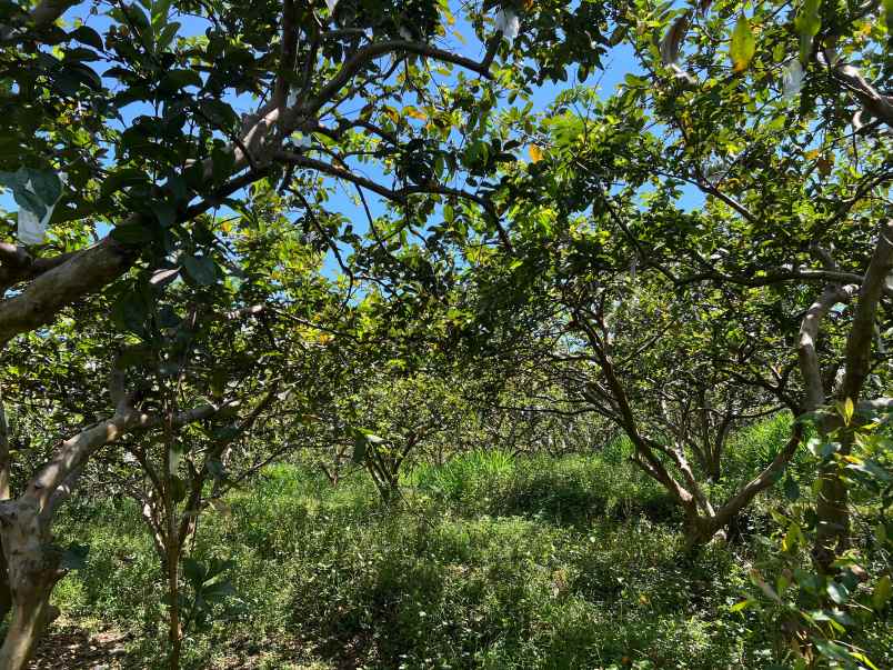 kebun jambu 1100m cocok buat wisata ngargoyoso