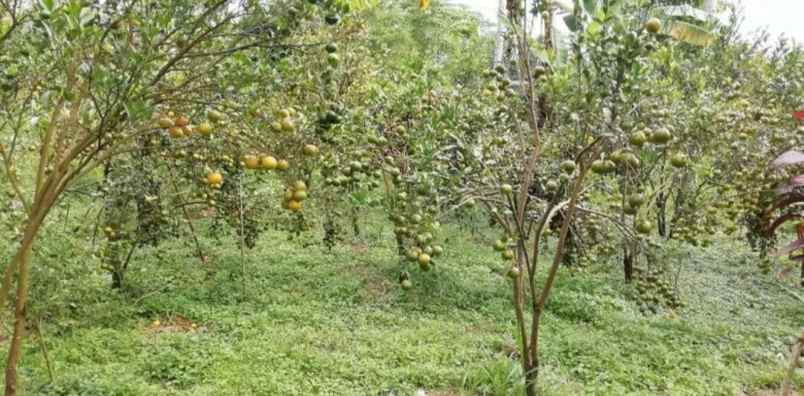 kebun jeruk di taro tegallalang bali view jungle