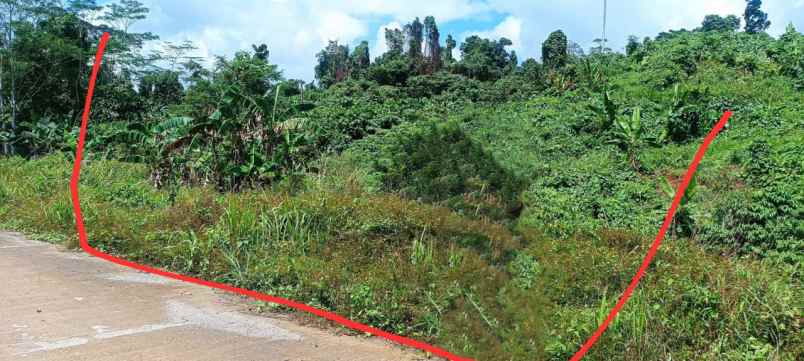 tanah 100 ha di papua barat