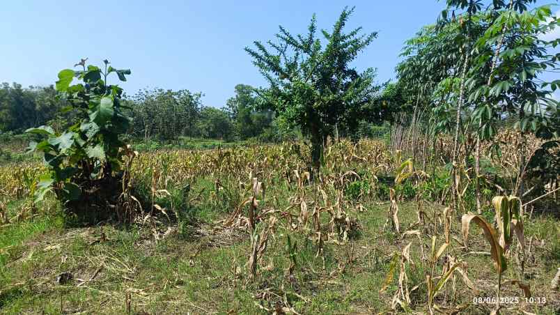 tanah 2 5 hektar di natar lampung selatan