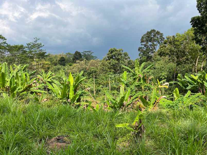 tanah 2242m dekat ponpes mta mojogedang