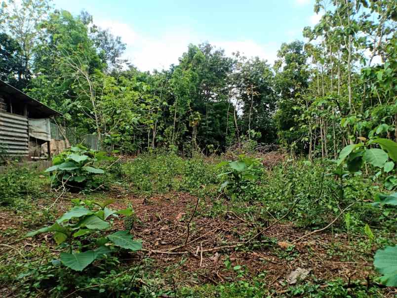 tanah bendungan kedawung sragen