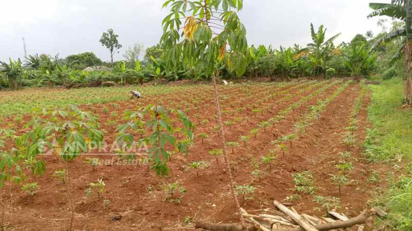 tanah dijual dgn luas 1012 m2 shm di sawangan depok