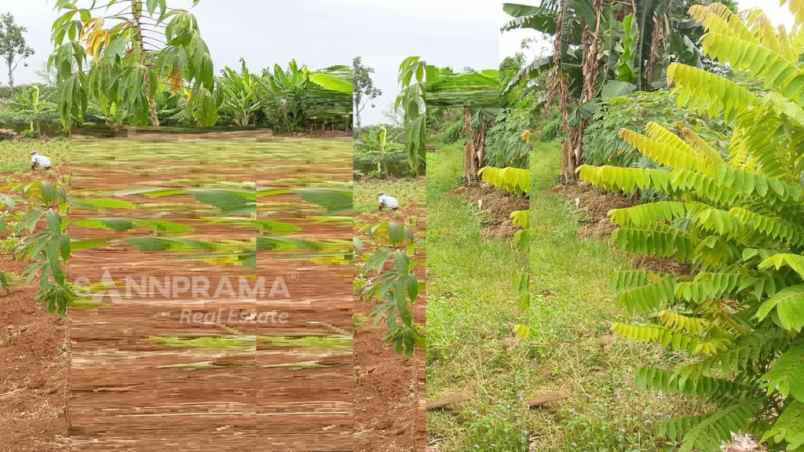 tanah dijual dgn luas 1012 m2 shm di sawangan depok