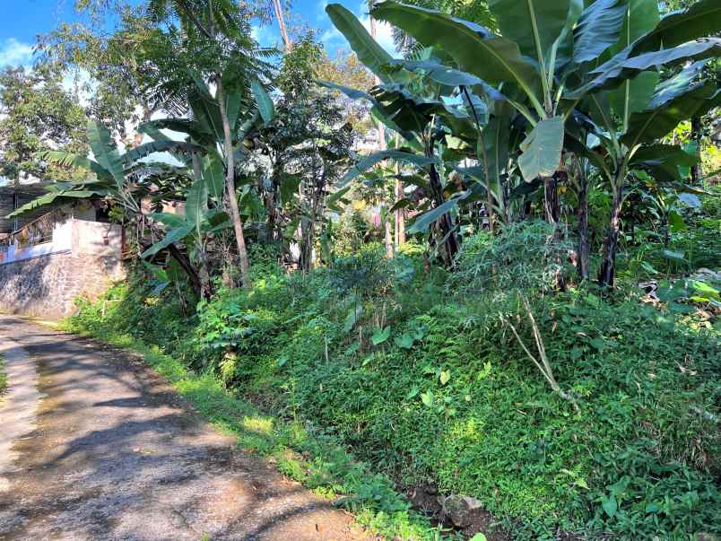 tanah kemuning ngargoyoso