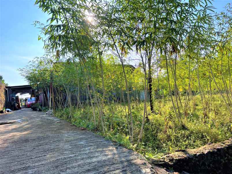 tanah kemuning ngargoyoso