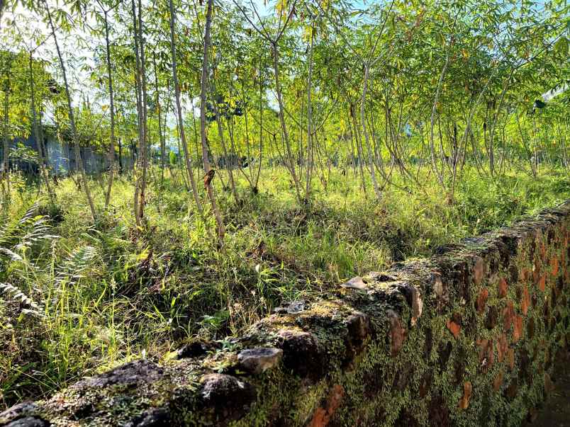 tanah kemuning ngargoyoso