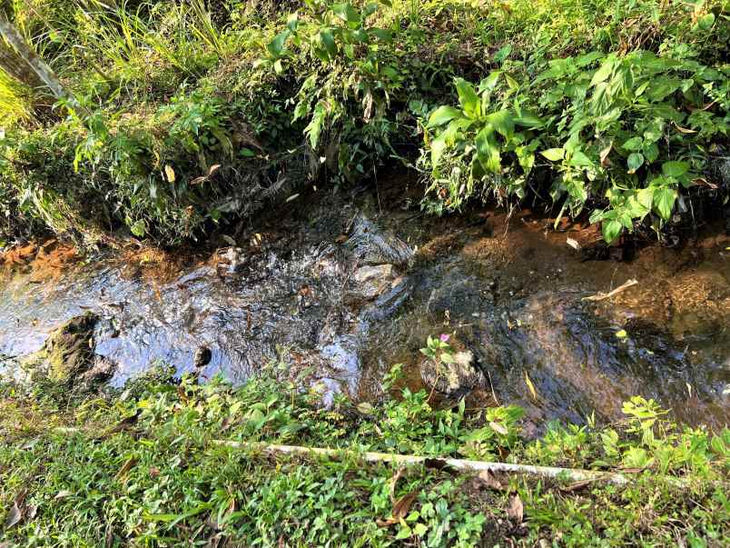 tanah kemuning ngargoyoso