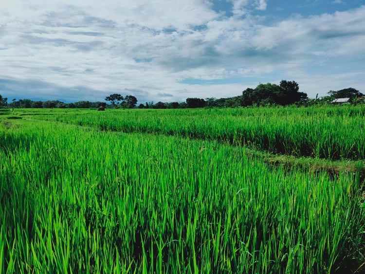 tanah munggur mojogedang