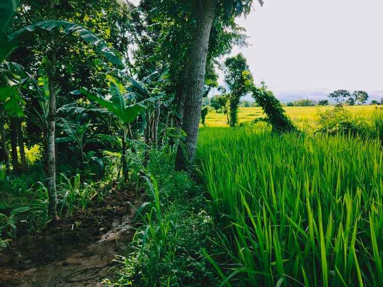 tanah munggur mojogedang