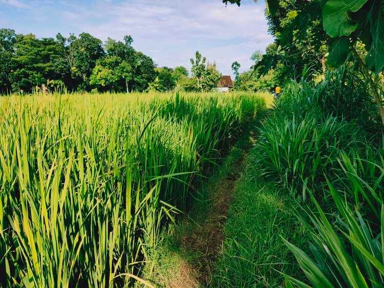 tanah munggur mojogedang
