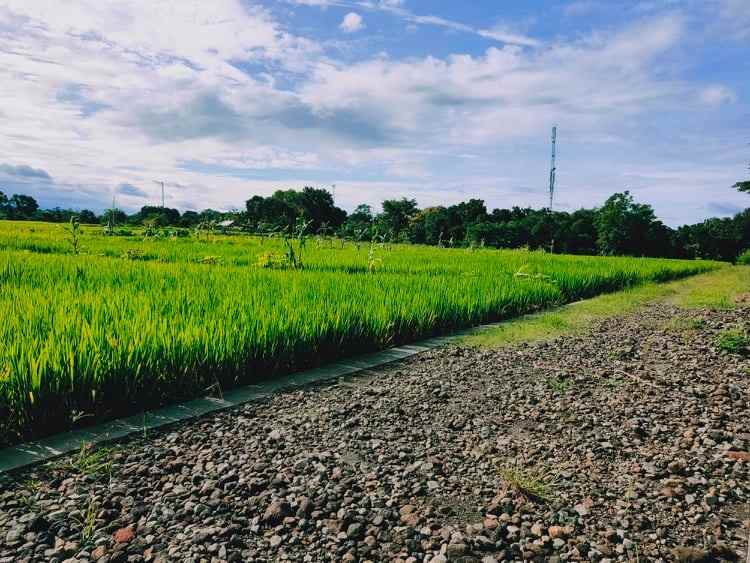 tanah munggur mojogedang