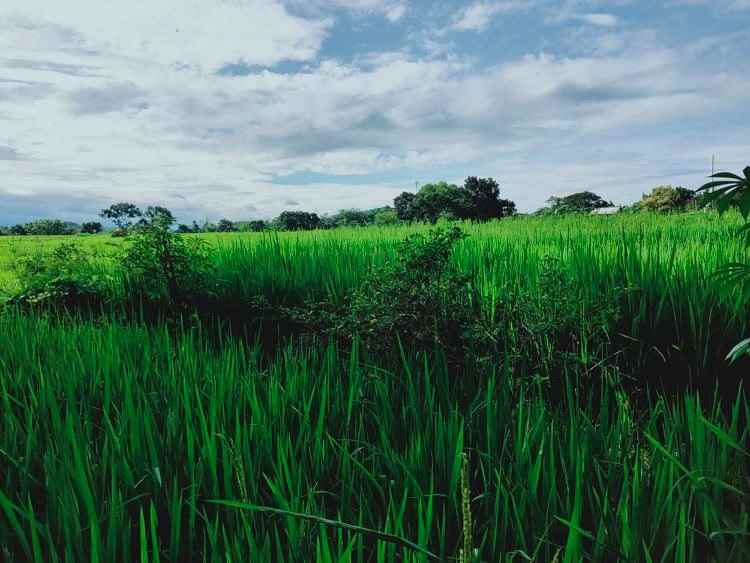 tanah munggur mojogedang