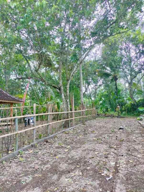 tanah murah kebun buah