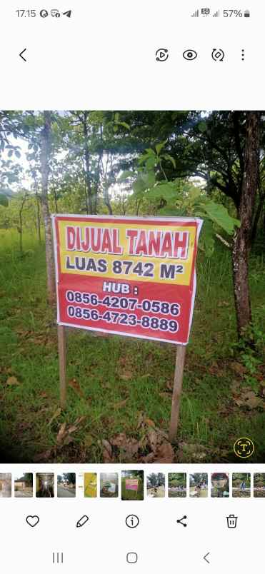 tanah pohon jati siap untuk usaha