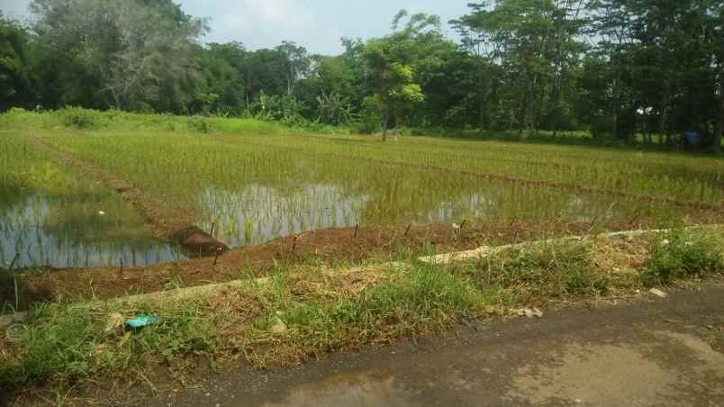 tanah sawah produktiv dan subur