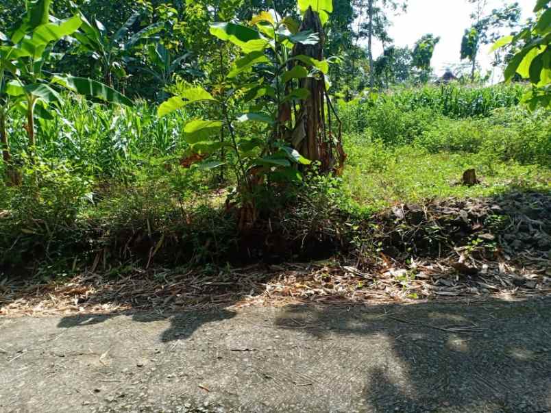 tanah sentra kebun durian