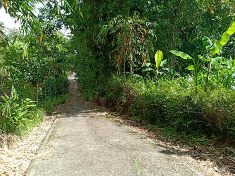 tanah sentra kebun durian