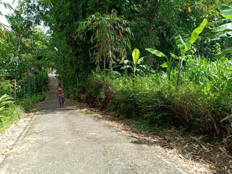 tanah sentra kebun durian