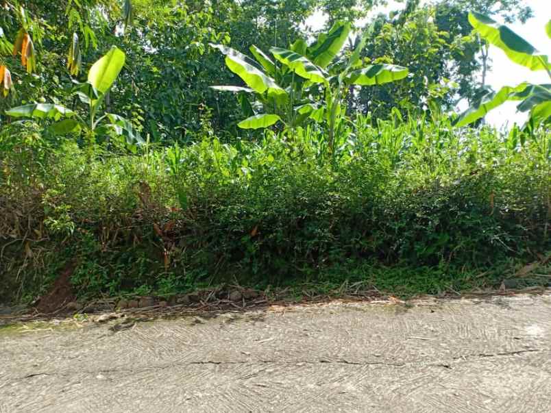 tanah sentra kebun durian