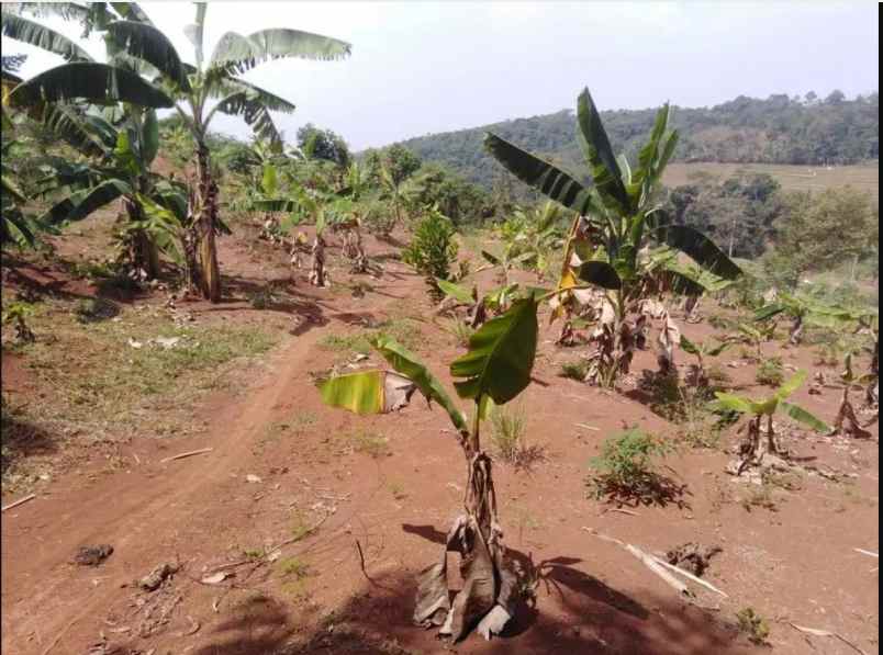 dijual cepat jual rugi tanah seluas 500 m2