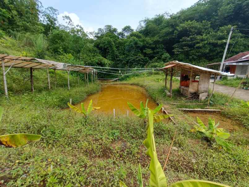 dijual kebun murah di leuwiliang bogor