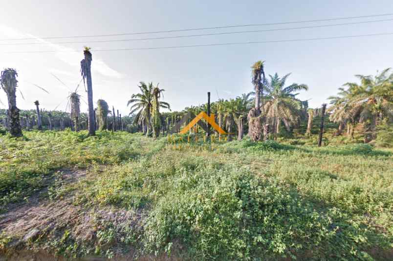 dijual kebun sawit daerah gohor lama langkat