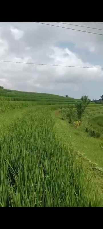 dijual lahan durian dengan view sawah yang asri