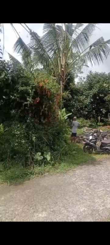 dijual lahan durian dengan view sawah yang asri