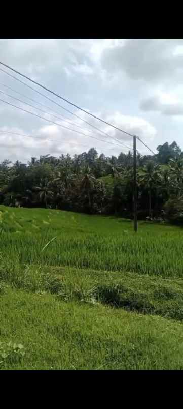 dijual lahan durian dengan view sawah yang asri