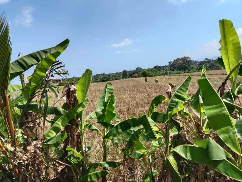 dijual lahan yang berlokasi di dekat pantai kelating