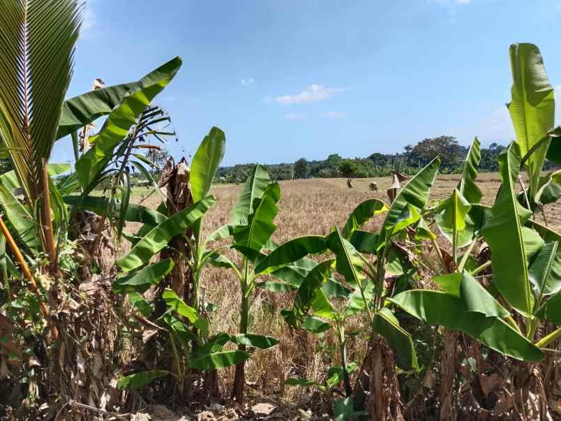 dijual lahan yang berlokasi di dekat pantai kelating