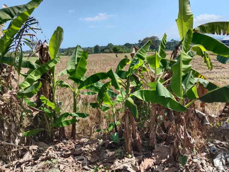 dijual lahan yang berlokasi di dekat pantai kelating
