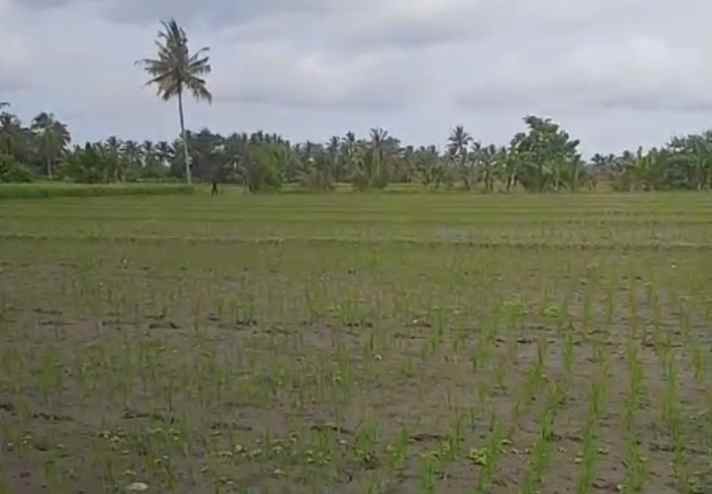 dijual sawah produktif di banyuwangi jawa timur