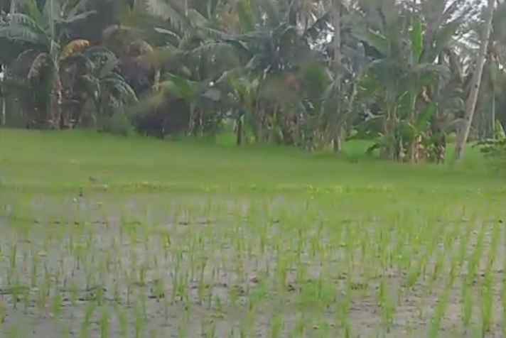 dijual sawah produktif di banyuwangi jawa timur
