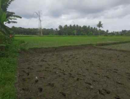 dijual sawah produktif di banyuwangi jawa timur