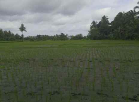 dijual sawah produktif di banyuwangi jawa timur