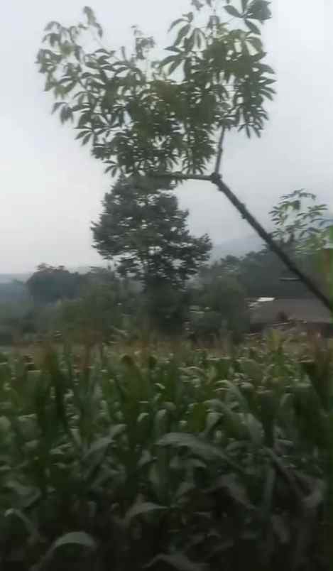 dijual tanah babakan bandung