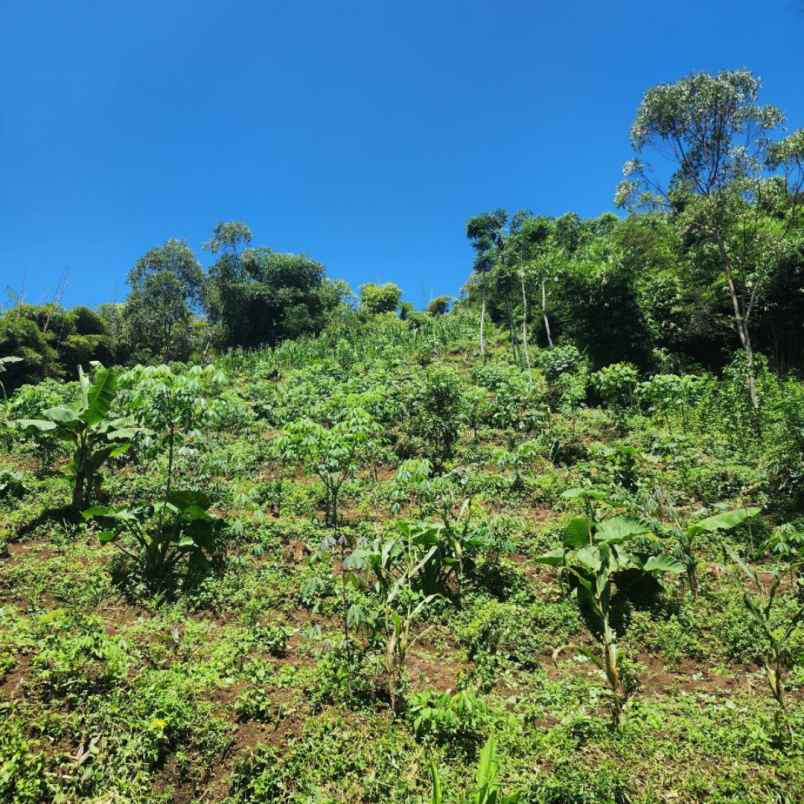 dijual tanah bandung ciwidey