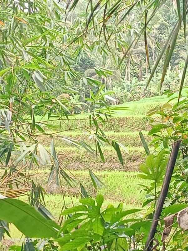 dijual tanah belimbing tabanan bali