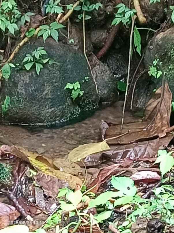 dijual tanah belimbing tabanan bali