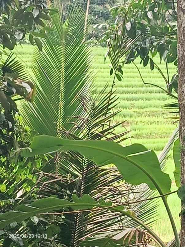 dijual tanah belimbing tabanan bali