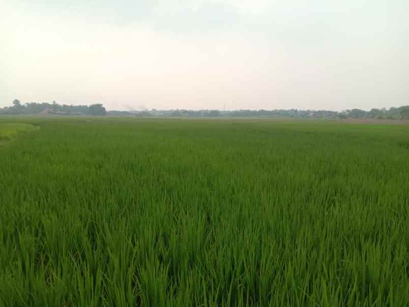 dijual tanah cibarusah bekasi